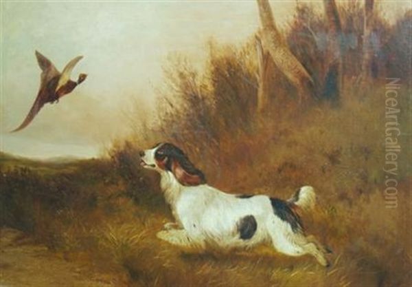 Spaniel Flushing Pheasant Oil Painting by Colin Graeme