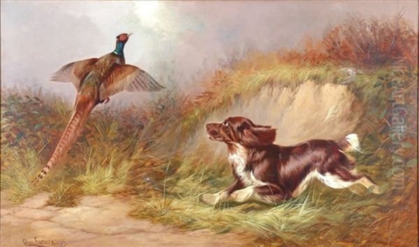 Spaniel Flushing A Pheasant Oil Painting by Colin Graeme