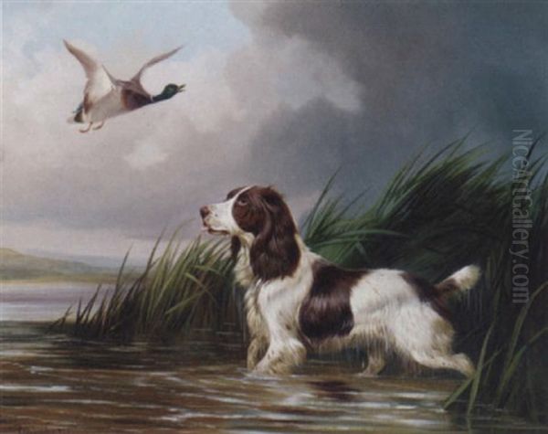 A Spaniel Putting A Mallard Up Oil Painting by Colin Graeme