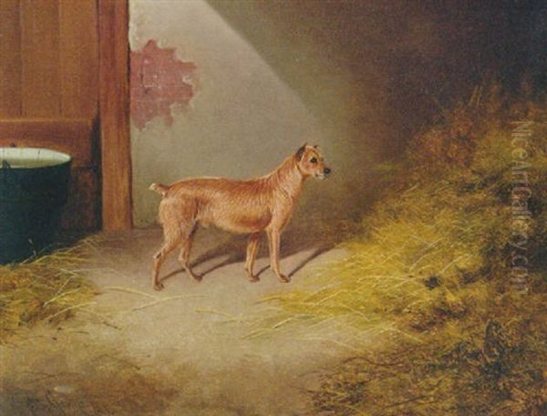 A Border Terrier In A Barn Oil Painting by Colin Graeme