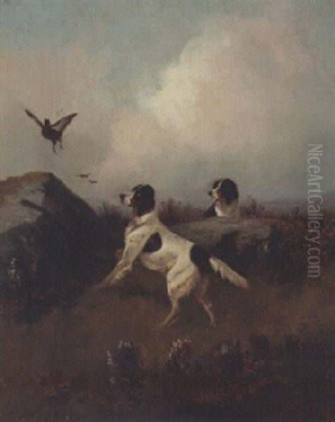 Spaniels Flushing Out A Pheasant Oil Painting by Colin Graeme