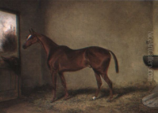 'ransom', A Bay Hunter In A Loose Box Oil Painting by Colin Graeme