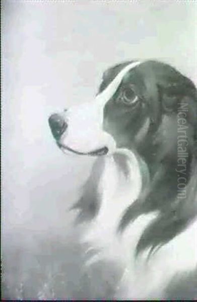 Study Of A Collie Oil Painting by Colin Graeme