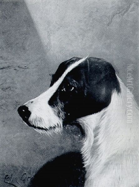 The Head Of A Terrier Oil Painting by Colin Graeme