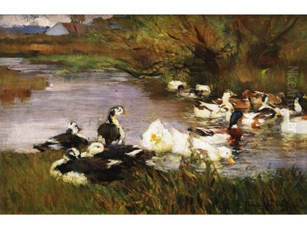 Wildenten Und Bauernenten In Einem Flusslauf Im Dachauer Moos Oil Painting by Franz Graessel