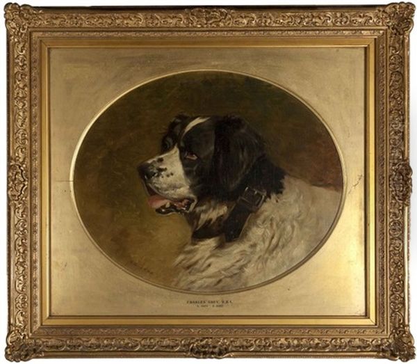 Portrait Of A St. Bernard Oil Painting by Charles Grey