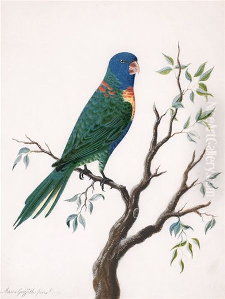 Rainbow Lorikeet (trichoglossus Haematodus Moluccanus) Oil Painting by Moses Griffith