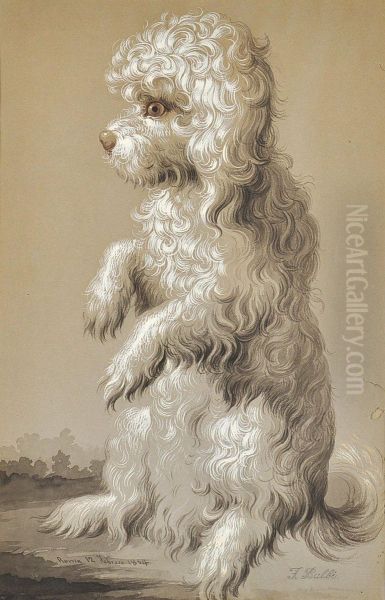 Study Of A Dog Oil Painting by Filippo Balbi