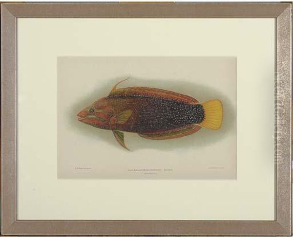 Fish Of The Hawaiian Islands: Six Plates Oil Painting by Samuel Baldwin