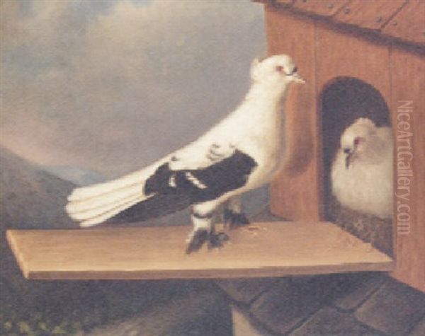 Nesting Pigeons Oil Painting by Julius Hamburger