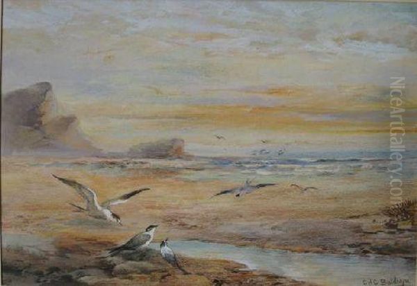 Seagullls On A Beach Oil Painting by Charles Henry C. Baldwyn