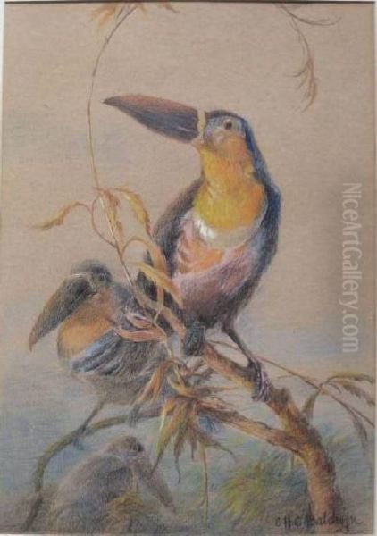 Toucans Oil Painting by Charles Henry C. Baldwyn