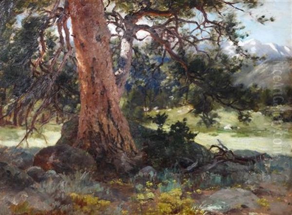 The Old Spruce Oil Painting by Hamilton Hamilton