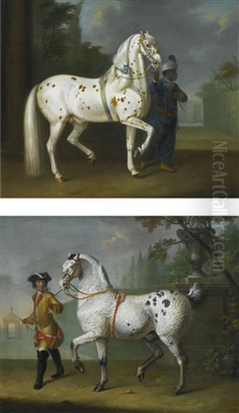 A Lipizzaner Stallion With Curly Coat Led By A Groom; A Lipizzaner Stallion With 