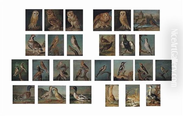 Birds, Including Birds Of Prey, Mallards, Owls, Finches And A Heron (set Of 26 Works) Oil Painting by Philipp Ferdinand de Hamilton