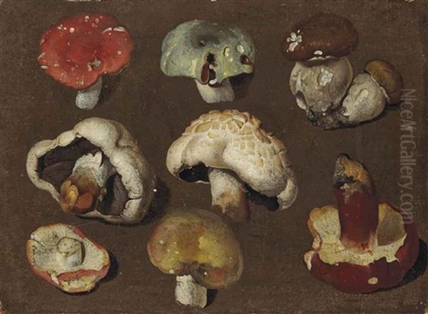 Etude De Champignons (study) Oil Painting by Philipp Ferdinand de Hamilton