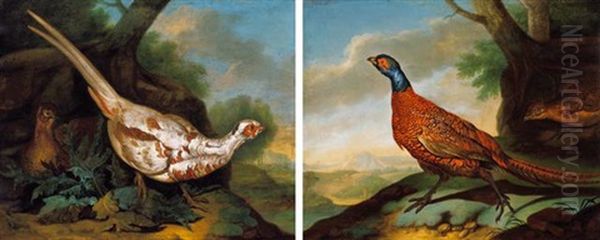 Albino Facan (albino Pheasant) by Philipp Ferdinand de Hamilton