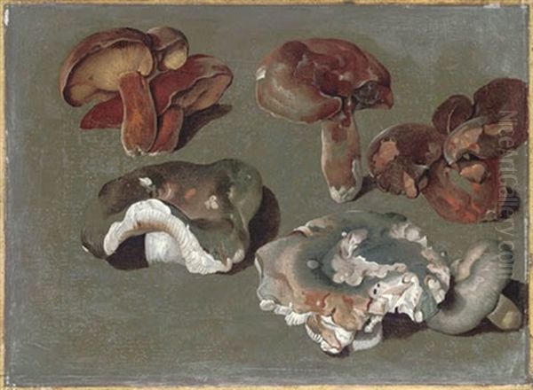 Studies Of Fungi (the Lower Three Are Russula Cyanoxantha - The Charcoal Burner) Oil Painting by Philipp Ferdinand de Hamilton