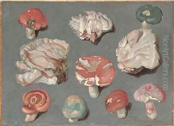 Studies Of Fungi, Including Three Examples Of Pinkish-white Bracket Fungi And Edible Mushrooms Oil Painting by Philipp Ferdinand de Hamilton