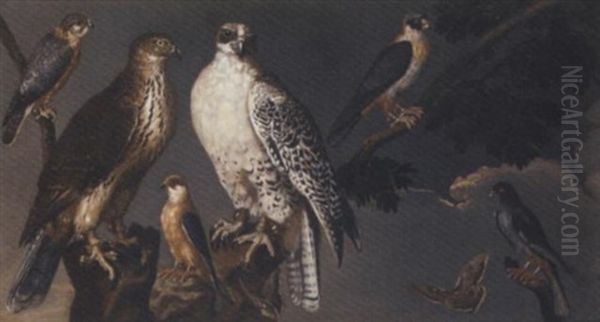 A Pair Of Gyrfalcons Perching On A Branch With A Merlin And Other Falcons And Two Butterflies Oil Painting by Philipp Ferdinand de Hamilton