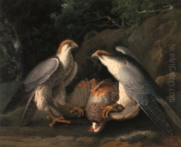 Jagdfalken (falca Rusticalis) Mit Geschlagenem Fasan Oil Painting by Philipp Ferdinand de Hamilton