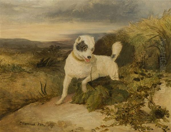 A Border Terrier Rabbiting Oil Painting by Charles Hancock