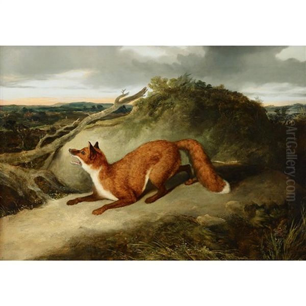 Red Fox Oil Painting by Charles Hancock