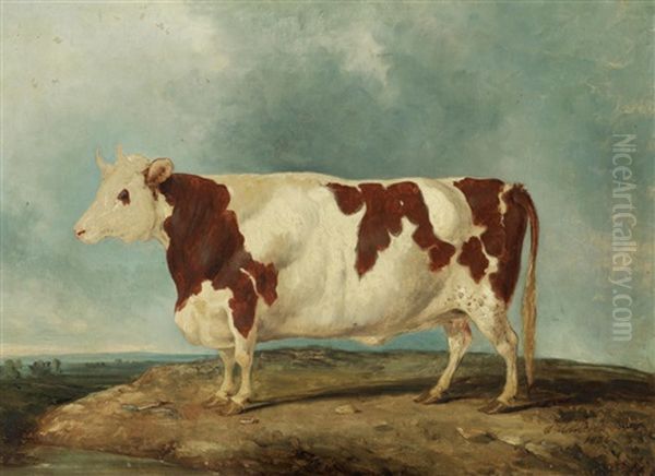 A Durham Heifer Oil Painting by Charles Hancock