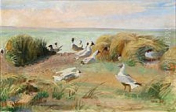 A Flock Of Seagulls At The Beach Oil Painting by Elise Konstantin Hansen