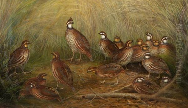 Family Of Quail Oil Painting by Gerard Rutgers Hardenbergh