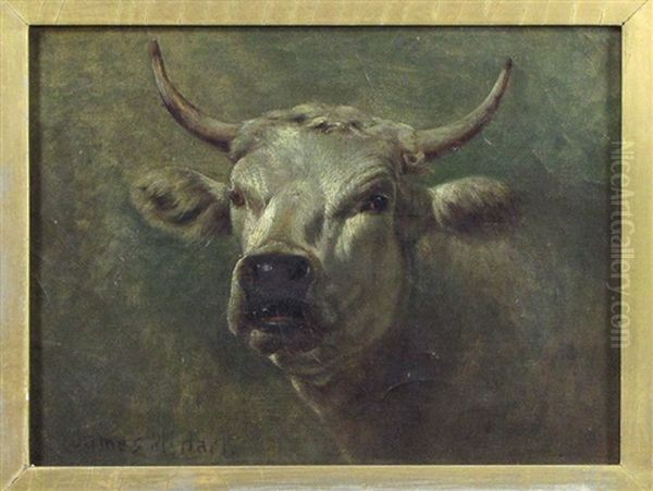 Untitled (portrait Of A Steer) Oil Painting by James McDougal Hart