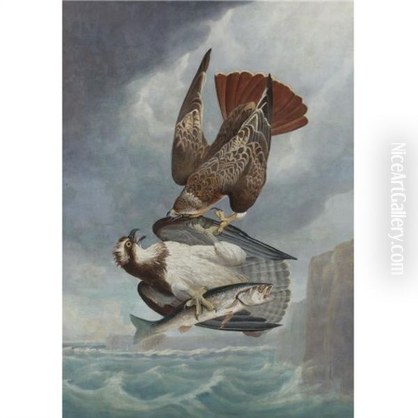 Red-tailed Hawk And Osprey-fish Hawk Oil Painting by Robert Havell Jr.