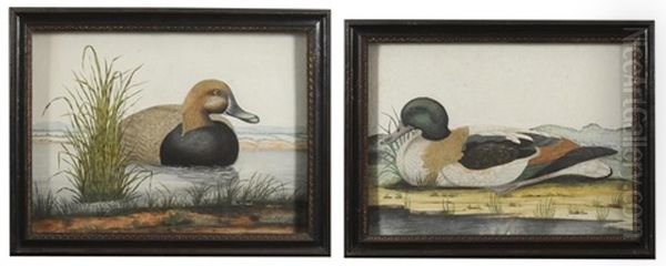 The Pochard; The Mallard (2 Works) Oil Painting by William Hayes