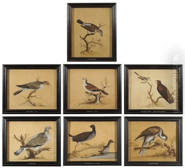 Hen Harrier; The Cuckoo Male; The Moorhen Male And Female; The Ring Dove; The Turtle Dove; The Young Cuckoo And White Water-wagtail; The Fieldfare (set Of 7) Oil Painting by William Hayes