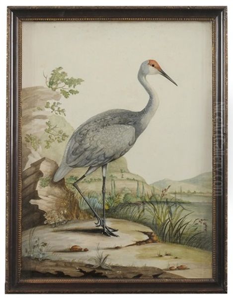 A Red-headed Wader Oil Painting by William Hayes