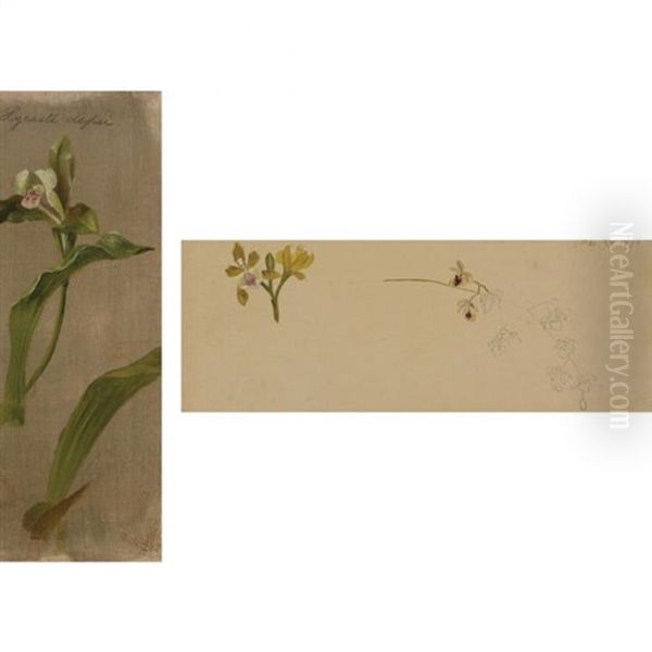 (i) Orchid (lycaste Deppei) Oil Painting by William Jacob Hays the Elder