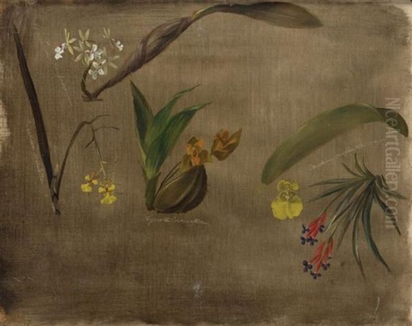 Four Orchids And A Bromeliad Oil Painting by William Jacob Hays the Elder