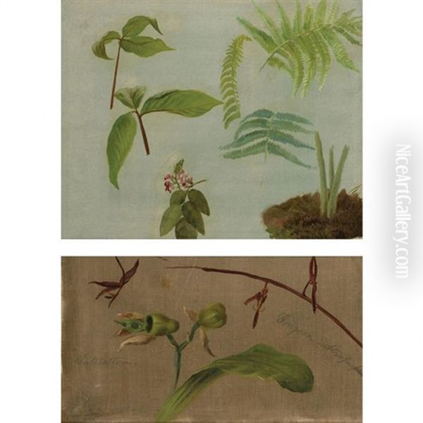 (i) Ferns And Wildflowers And (ii) Two Orchids (catasetum/gongora Atropurpurea): Two Oil Painting by William Jacob Hays the Elder