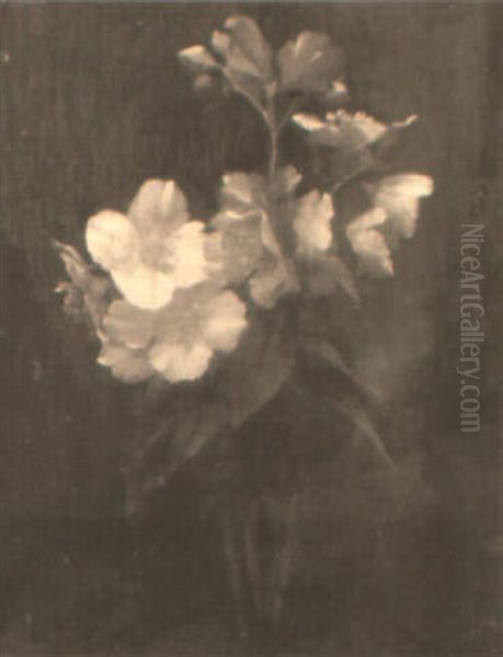 A Still Life Of Christmas Roses In A Flute Oil Painting by Alfred Frederick William Hayward