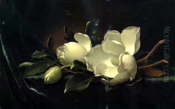 Magnolia Blossoms On Blue Velvet Oil Painting by Martin Johnson Heade