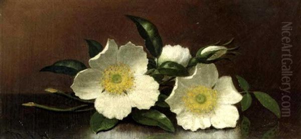 Cherokee Roses Oil Painting by Martin Johnson Heade