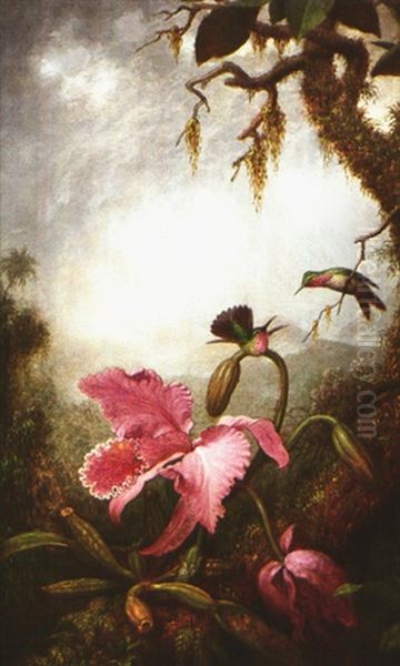 Two Small Hummingbirds Above An Orchid Oil Painting by Martin Johnson Heade