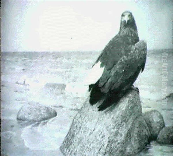 Seeadler An Meereskuste Oil Painting by Gerhard Heilmann