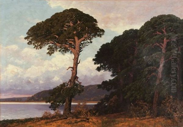 Kieferngesaumtes Markisches Seeufer Im Abendlicht Oil Painting by Rudolf Hellgrewe