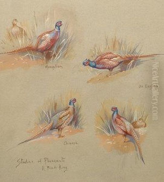 Studies Of Pheasants Oil Painting by William King Billy Barak