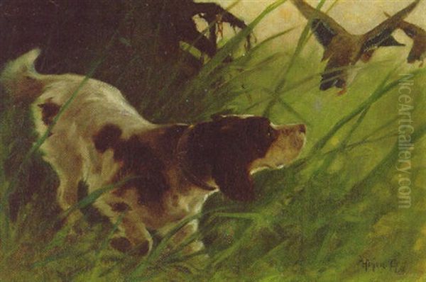 An Irish Red And White Setter Flushing Out A Mallard Oil Painting by Arthur Heyer