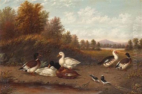 A Raft Of Ducks Near A Pond Oil Painting by Howard L. Hill