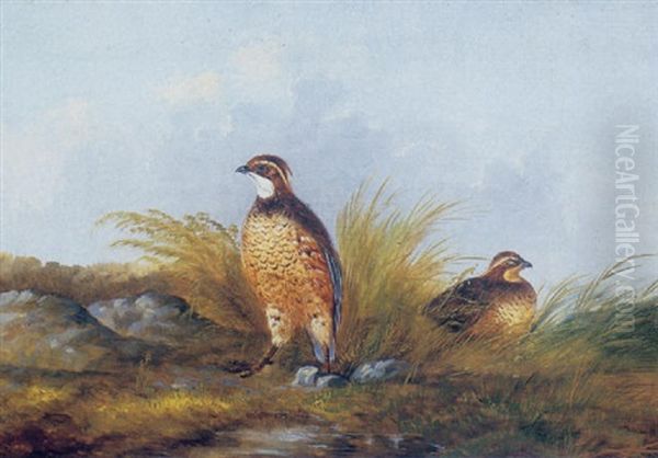 A Pair Of Quail Oil Painting by Howard L. Hill