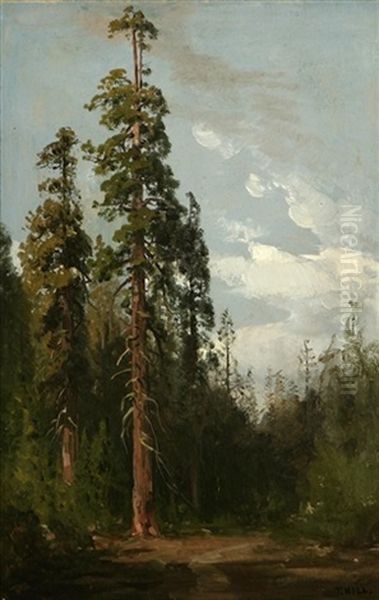 Old Doubletop, Giant Redwood, Mariposa Grove, Yosemite Oil Painting by Thomas Hill