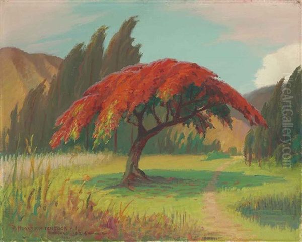 Royal Poinciana In Full Bloom, Honolulu, Hawaii Oil Painting by David Howard Hitchcock